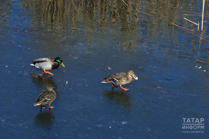 Аномально теплый ноябрь сбил миграционные ритмы птиц в Татарстане