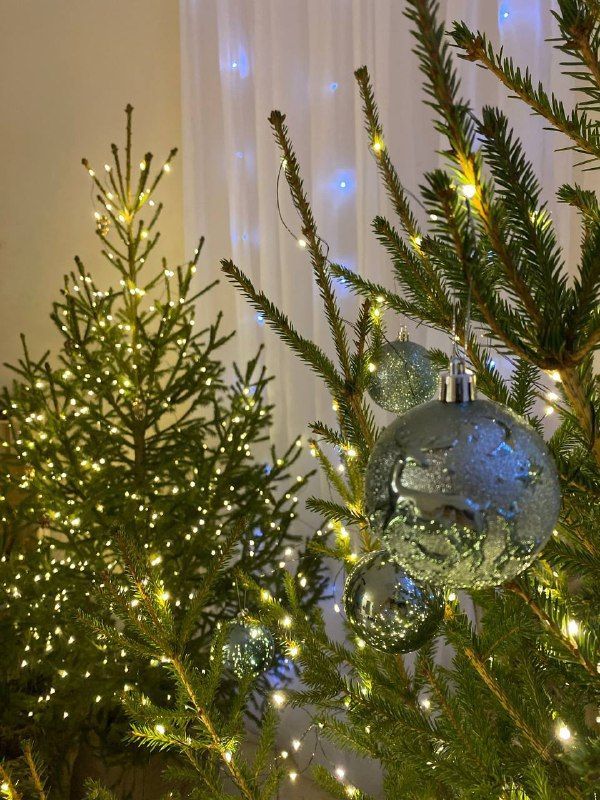 Как продлить жизнь новогодней ёлке: чтобы праздник длился дольше!