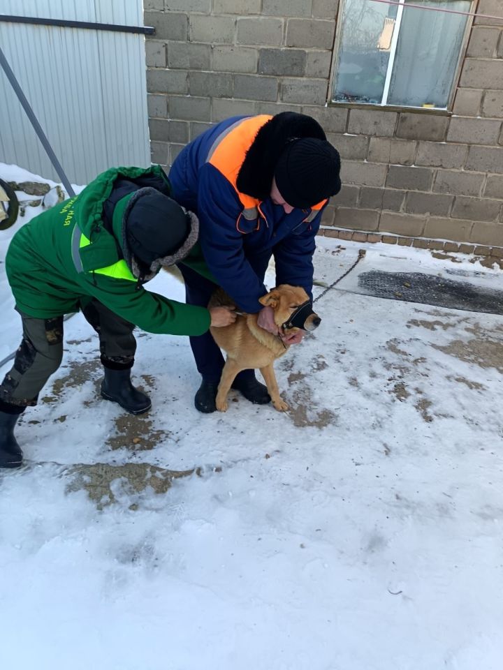 В Мамадышском районе проводят вакцинацию и чипирование домашних животных