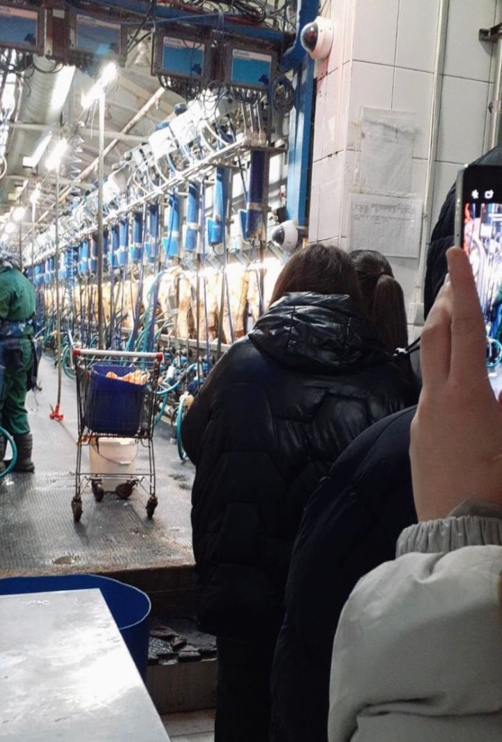 Мамадышские школьники оценили уровень современного животноводства