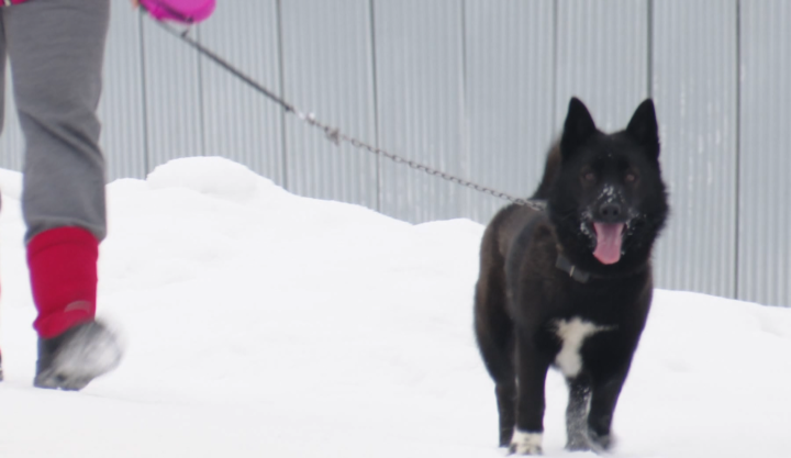 В Мамадыше начали чипировать собак
