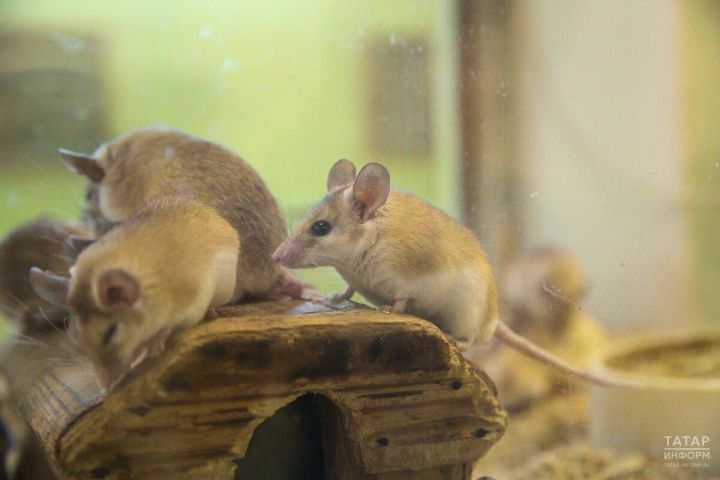 Как избежать мышиной лихорадки? Советы инфекциониста