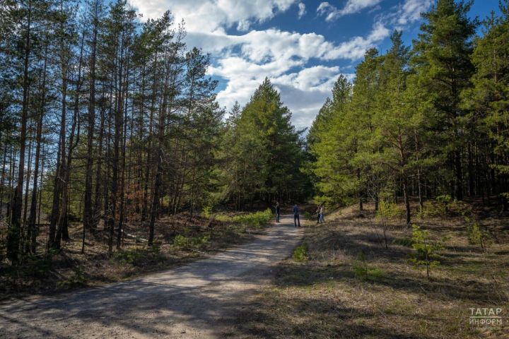 В Татарстане создано 1,8 тыс. км противопожарных полос в рамках нацпроекта