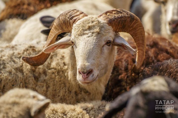 Требования к жертвенным животным на Курбан-байрам
