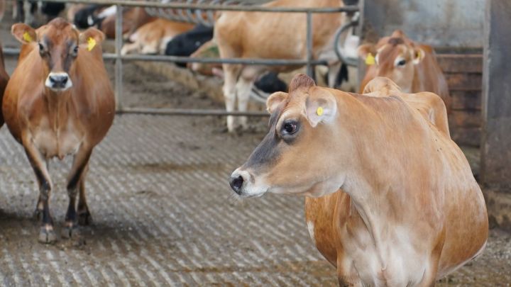 Минсельхозпрод РТ принимает заявки на субсидии для ЛПХ