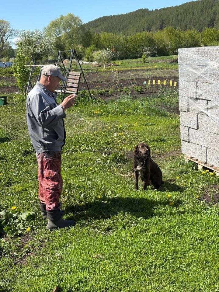 Ваша собака чипирована?