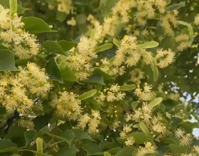 Цветки липы: польза, сбор, хранение и применение