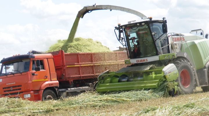 В Мамадышском районе в разгаре заготовка кормов для крупного рогатого скота