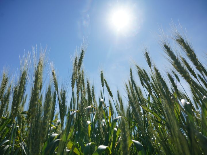 Как бороться с болезнями  яровых зерновых культур и сохранить урожай