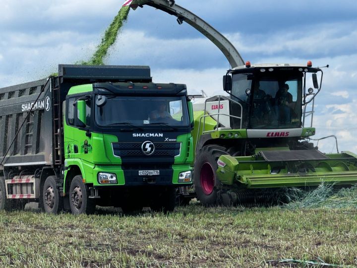 В Мамадышском районе в разгаре заготовка кормов для крупного рогатого скота.