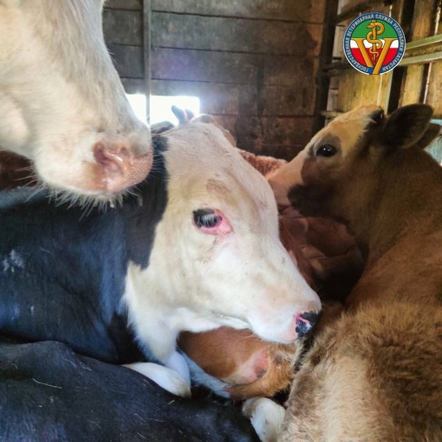 Главное Управление ветеринарии Кабинета Министров информирует,