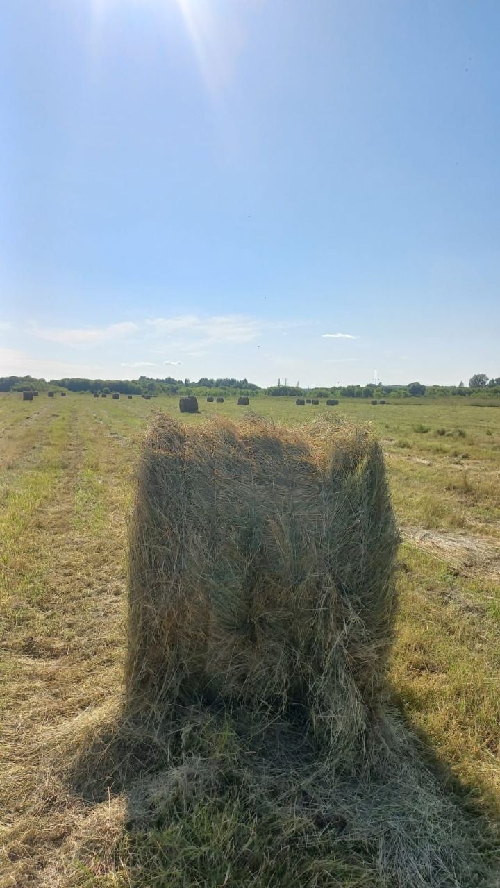 Шадчинское сельское поселение обеспечивает кормами владельцев дойных коров