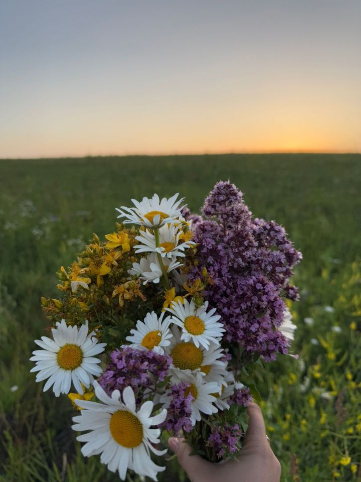 Как правильно сушить травы: лучшие способы и полезные советы