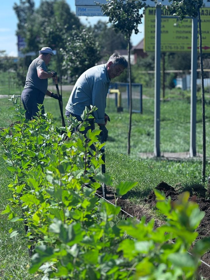 Озеленение городских улиц продолжается