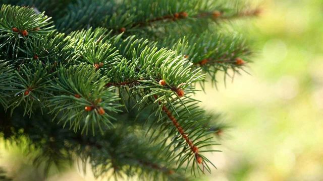 Продолжается прием работ на конкурс детского рисунка «Лес глазами детей»