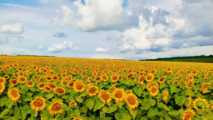 7500 га «солнечных полей»