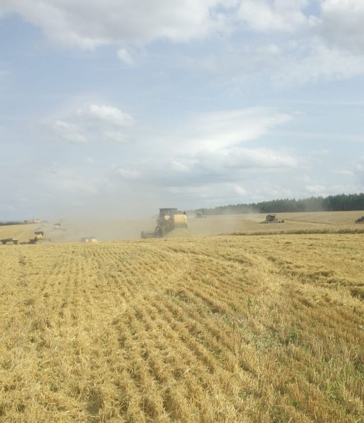 В Мамадышском районе убрано около 60% площадей зерновых культур