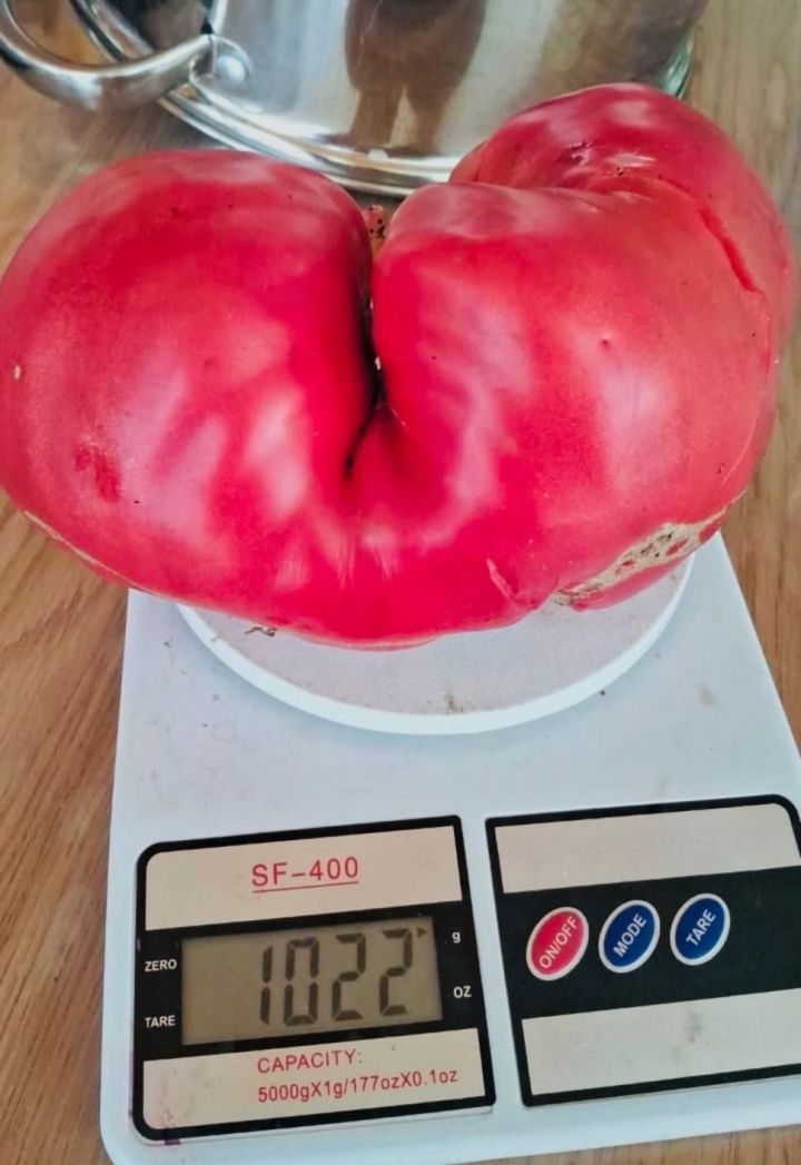 Жительница Мамадыша вырастила помидор-гигант весом более 1 кг