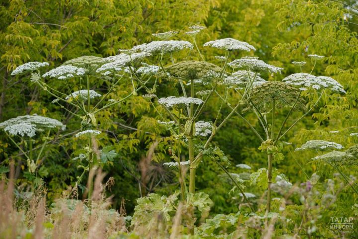 Борьба с борщевиком в Татарстане: новые штрафы и методы уничтожения
