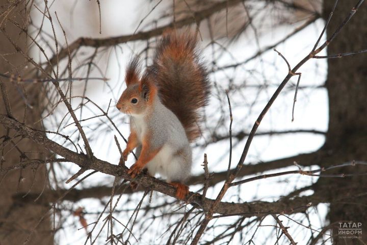 Татарстанда белгечләр кыргый җанварларны исәпкә алу башланды