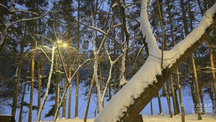 Лесовосстановление в Татарстане: бюджет вырастет на 44% в 2026 году