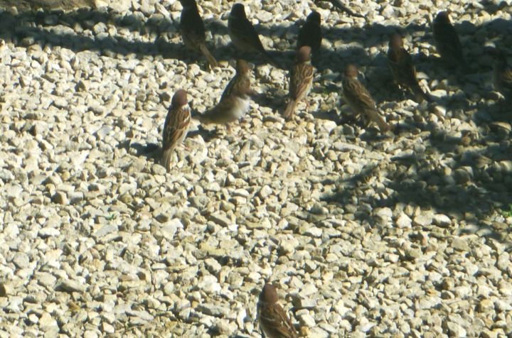 Татарстанда җиде меңгә якын чыпчык санап чыгарылган