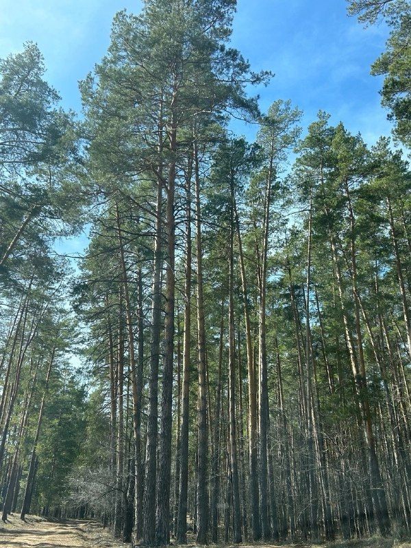 Татарстанда янгын куркынычсызлыгы чаралары көчәйтелә