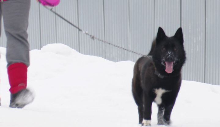 Теркәлмәгән этләр өчен штраф каралган