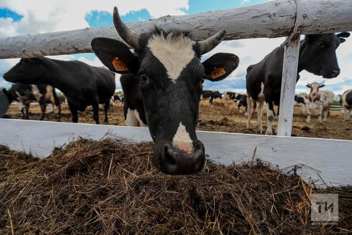 Татарстанда терлекчелек тармагын үстерү: яңа фермалар һәм зур планнар