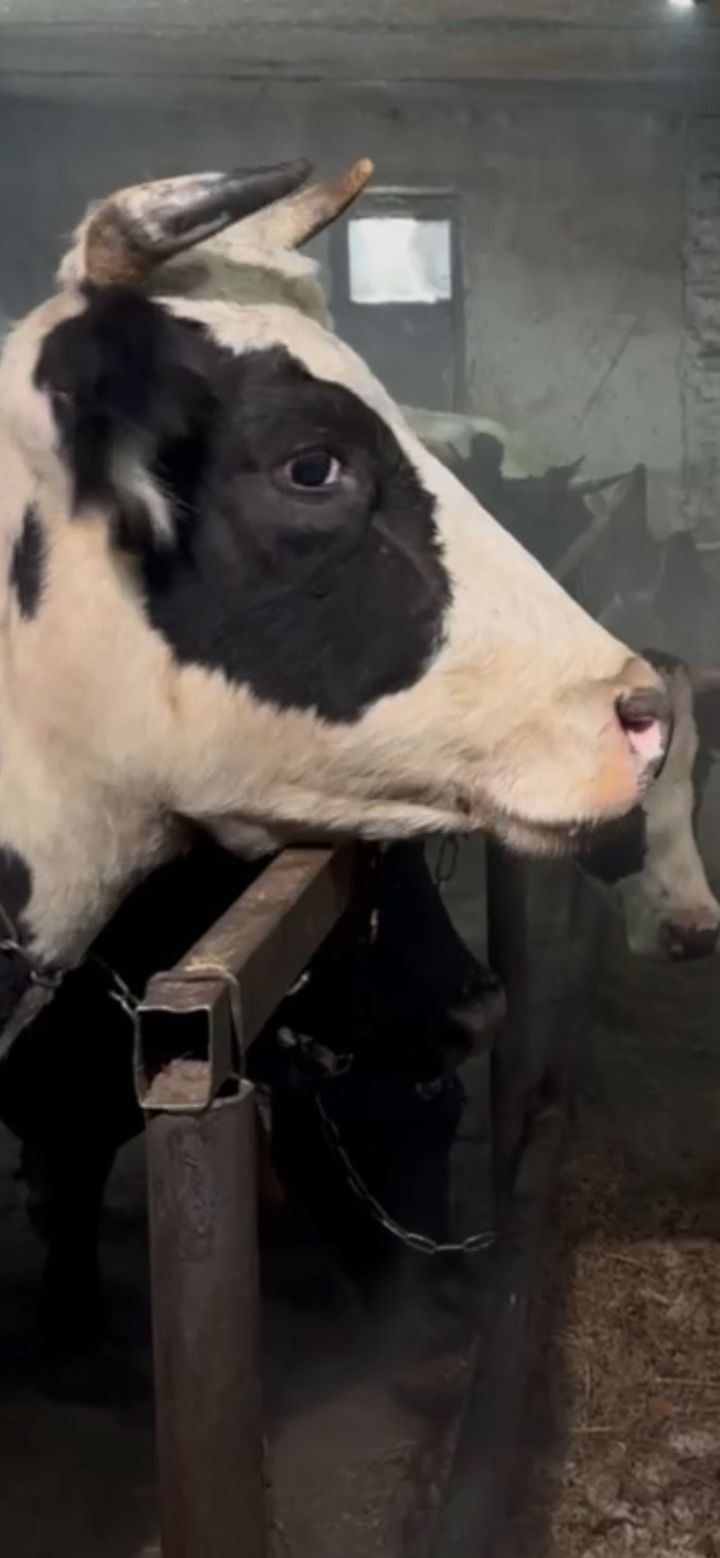 Вопрос лейкоза КРС практически исчезает