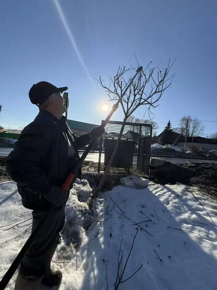 В Мамадыше «Зелёный двор» приводит деревья в порядок