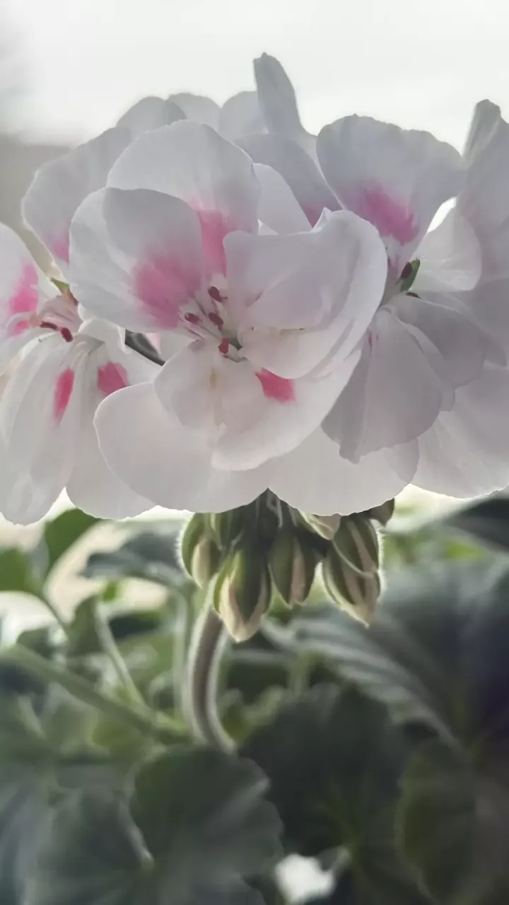 Весенняя пересадка комнатных растений 2026: когда и как пересаживать цветы