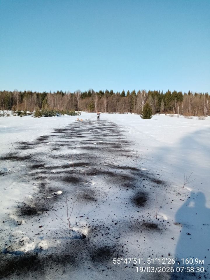 В лесопитомниках Мамадышского района провели «чернение снега»