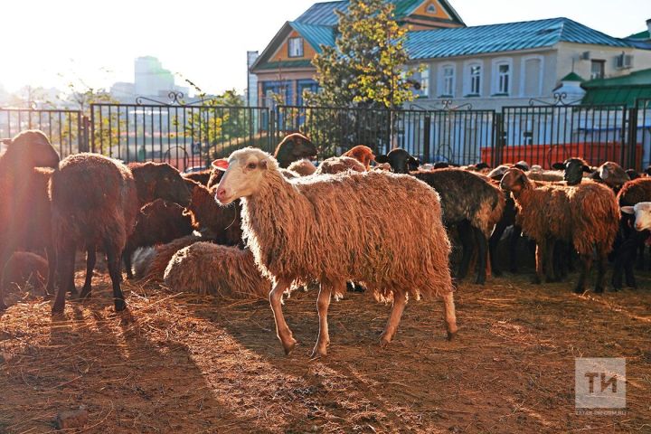 Курбан-байрам 2026: когда праздник, как подготовиться