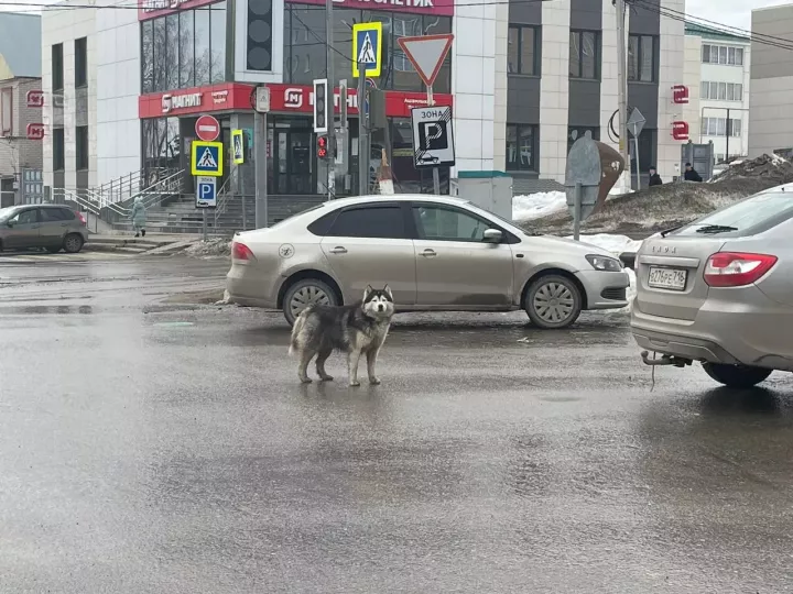 Проблему безнадзорных животных в Мамадыше назвали одной из самых острых