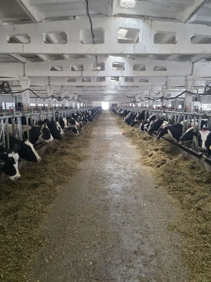 В Мамадышском районе прошло карантинирование племенных нетелей