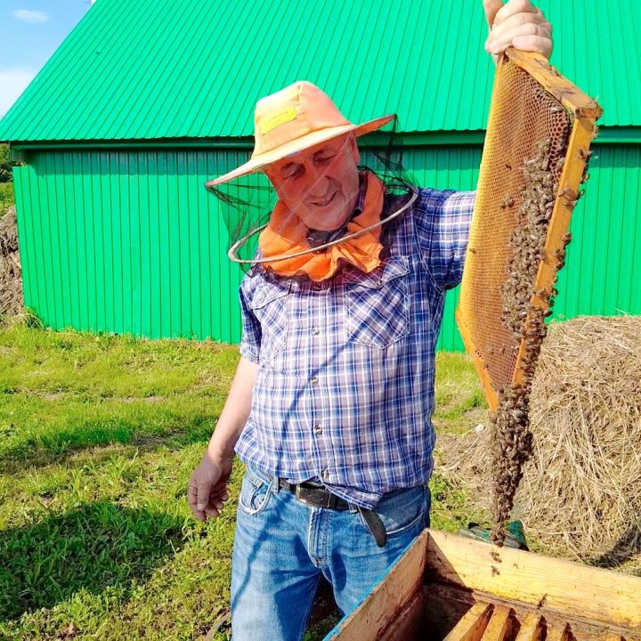 Золотой фонд Мамадыша: как пчеловод из Усалей спасает породу