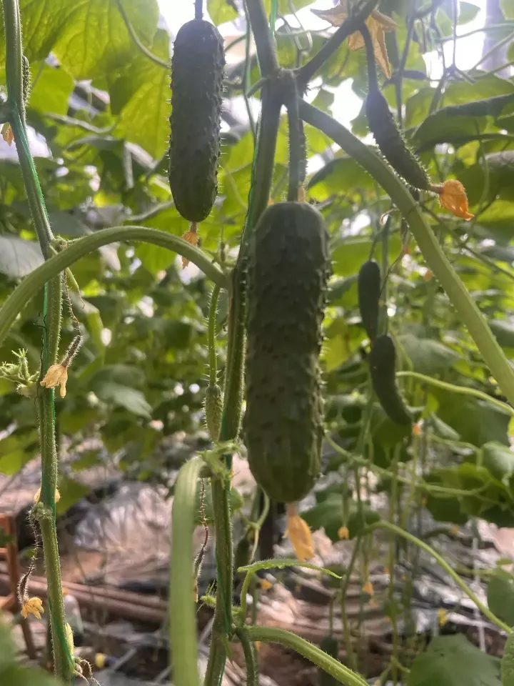 Секрет семейного урожая: как вырастить море огурцов в одной теплице