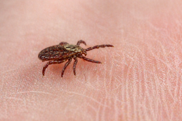 В Мамадышском районе зафиксированы укусы клещей