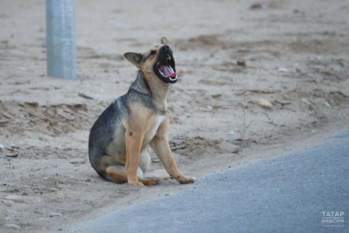 В Татарстане утвердили особый режим из-за бездомных животных