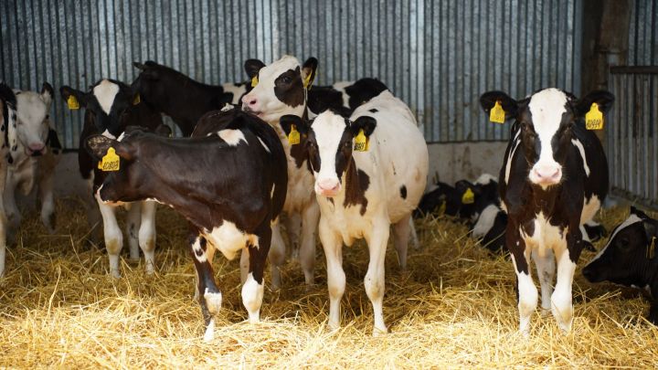 Минсельхозпрод РТ объявил о приеме заявок на возмещение части затрат для ЛПХ