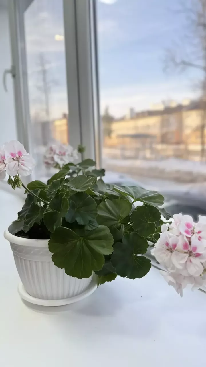 Пересадка комнатных растений весной: правила, сроки и благоприятные дни 2026