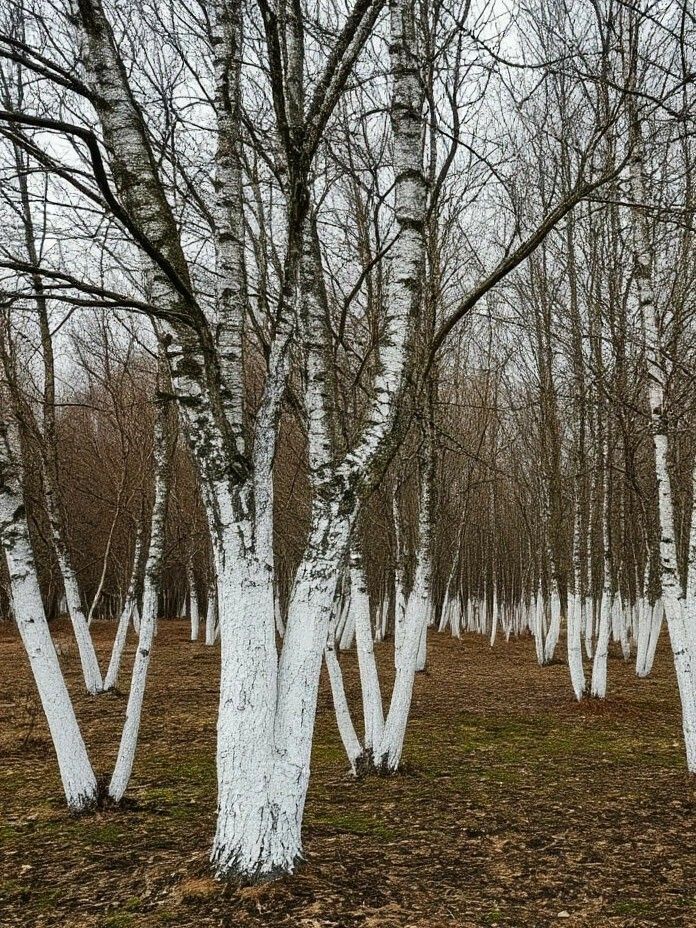 Побелка деревьев весной 2026: сроки и как подготовить состав