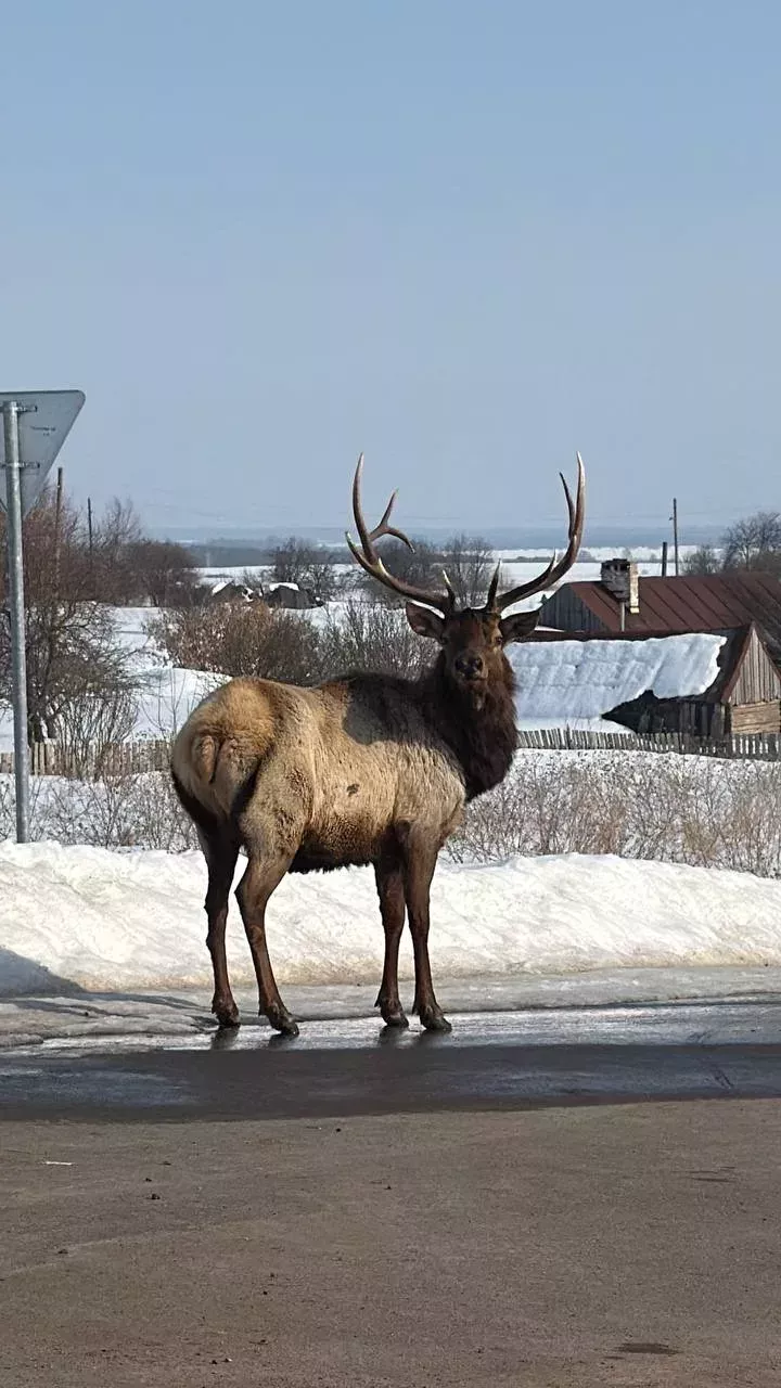 Татарстанда кыргый җәнлекләр саны арткан