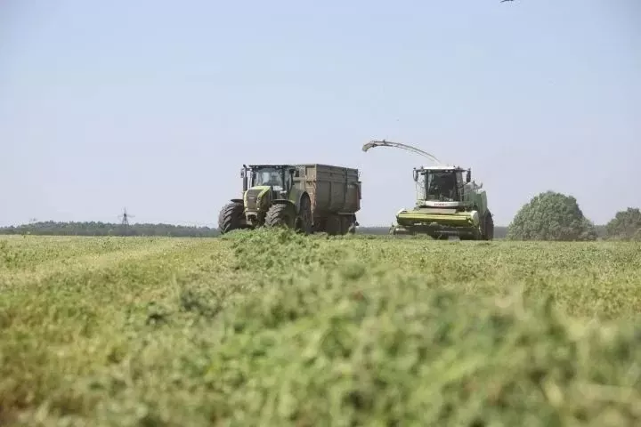 В Мамадышском районе полным ходом идет заготовка кормов