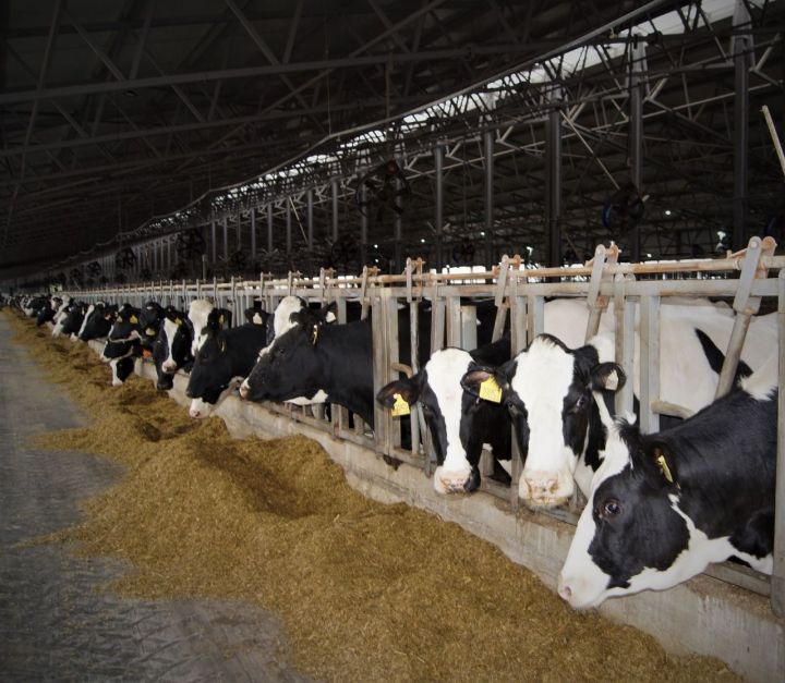 Для чего нужна наука генетика молочной ферме?